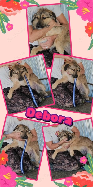 wunderschöne Hündin sucht ein liebevolles Zuhause 