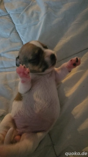 jack russel mix welpe mädchen