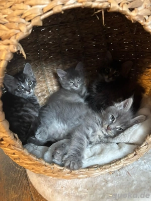 Reinrassige XXL Maine-Coon Kitten