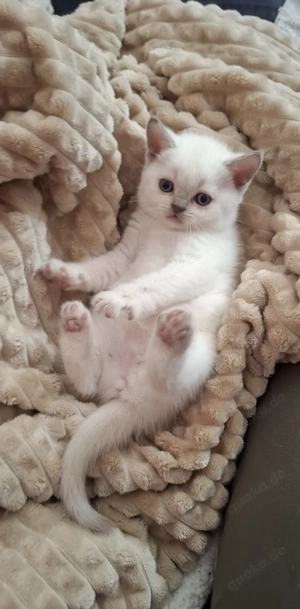 BKH kitten ( Britisch Kurzhaar)