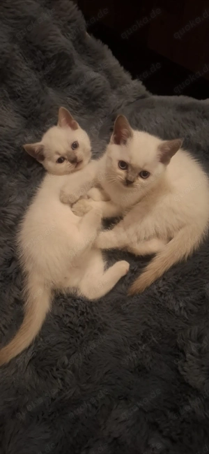 BKH Kitten (Britsch Kurzhaar)