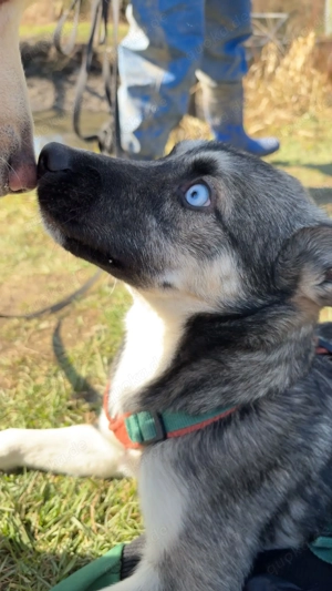 Husky Schäferhündin mix