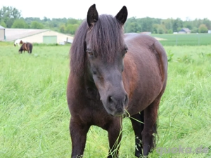 Pony sucht Reitbeteiligung (PsR)