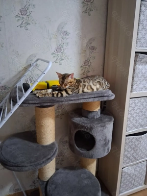 Bengal kater sucht ein neues zuhause