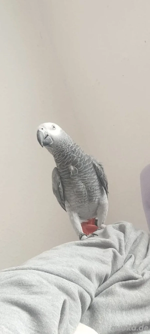 Aktive 2 Paare afrikanischer Graupapageien