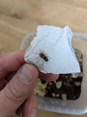 Vogelspinnen Chilobrachys Kochiana Pelinobius