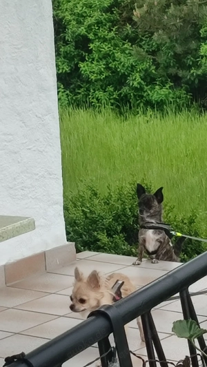 Gringo Mini Chihuahua Rüde 