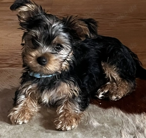 Yorkshire Terrier Welpen