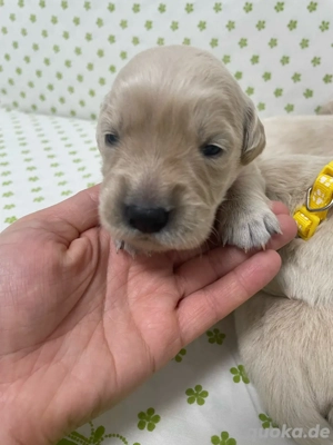 Golden Retriever Welpen   Familienfreundliche Herzenshunde