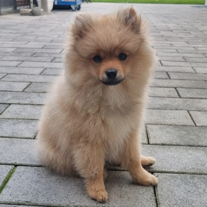 Zwergspitz Pomeranien Welpe ABGABEBEREIT!!