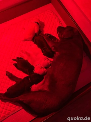 Wunderschöne Labrador-Welpen suchen ein liebevolles Zuhause