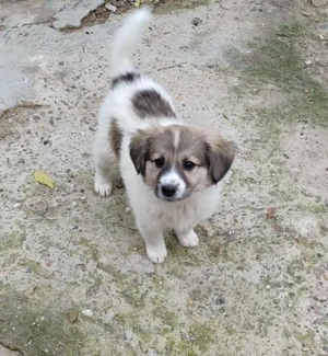 DIONA - die kleine Knutschkugel *reserviert*