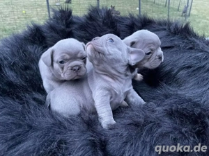 Blaue französische Bulldoggenwelpen (weiblich)