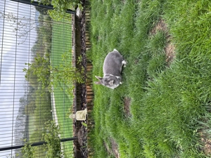 Kaninchen Mädchen 10 Jahre alt 