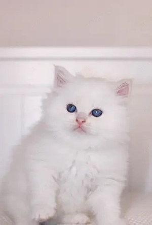 Reinrassige Neva Masquerade Kitten mit Stammbaum  Bild 2