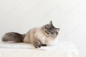 Reinrassige Neva Masquerade Kitten mit Stammbaum  Bild 10