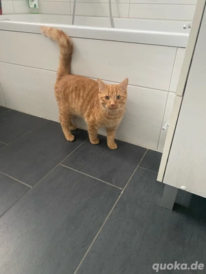 BKH Kitten aus dem Emsland 