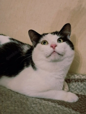 Suche ein Zuhause für Max (Maximilian)!