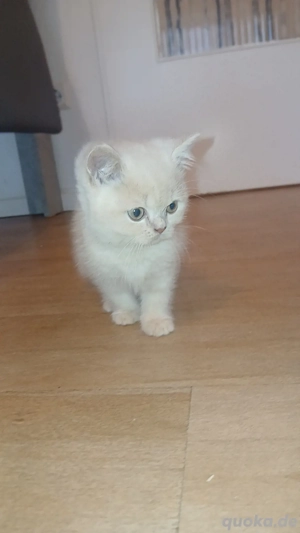 BKH BLH Kitten männlich 