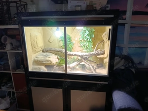 Terrarium mit Bartagame 