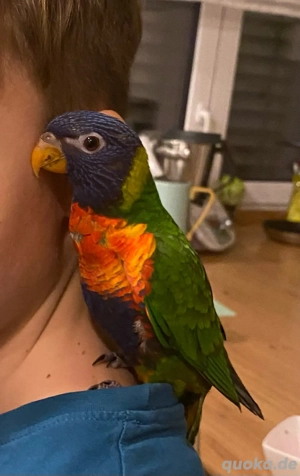 Suche Dringend ein Partner für mein Gebirgslori Männchen