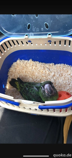 Zahmer Grüner Kongo Papagei (männlich, 6 Jahre, mit DNA & CITES Nachweis)