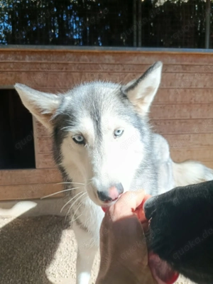 Andaloya eine zauberhafte Husky Hündin 