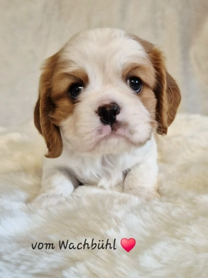 Cavalier King Charles Spaniel Welpen aus seriöser Zucht mit Ahnentafel 
