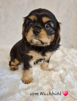 Cavalier King Charles Spaniel Bube aus seriöser Zucht mit Ahnentafel 