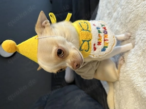 Chihuahua kurzhaar Mini Chihuahua 