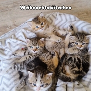 Wunderschöne BKH Mischlings Kitten