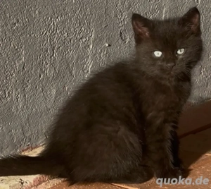 wunderschöne babykatzen zu verkaufen