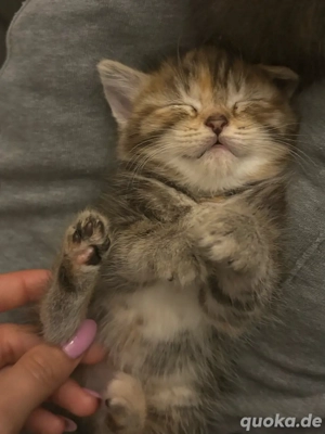    Süße Katzenbabys suchen ein liebevolles Zuhause   