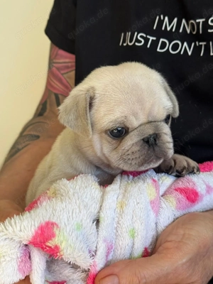 Altdeutsche Mops Welpen