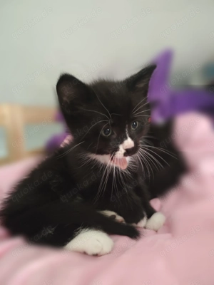 Kitten MaineCoon Mix