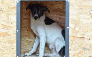 Verliebst du dich in den traurigen Buba?