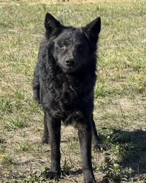 Tego, wunderschöner Kroatischer Schäferhund, hat leider ein Auge verloren und braucht ein Zuhause