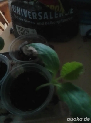 Zucchini Pflanze in Bio Erde zu verkaufen 