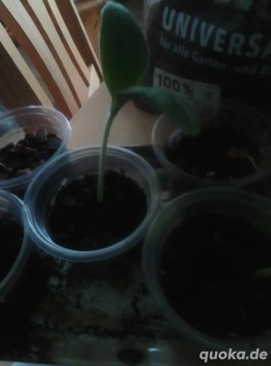 Zucchini in Bio Erde zu verkaufen 