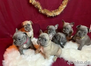 Französische Bulldogge welpen
