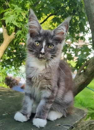 Katerchen suchen liebevollen Traumplatz...