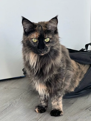 Maine coon katze