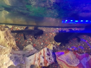 Verkaufe Axolotl