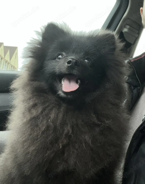 Pomeranian Rüde reinrassig schwarz-braun Ahnentafel