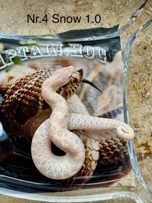 Hakennasennattern NZ 2025 