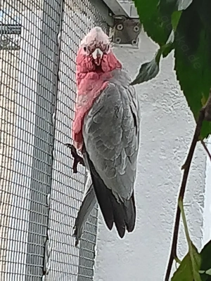 Rosakakadu (Eolophus roseicapilla)