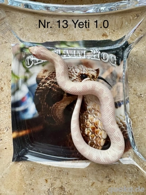 Hakennasennattern NZ 2025 50% Hamm Aktion