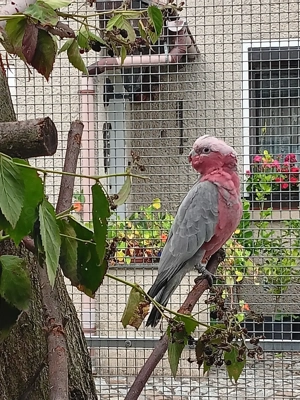 Rosakakadu (Eolophus roseicapilla)