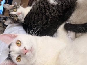 Zwei liebe, verspielte Jungkater zu verschenken