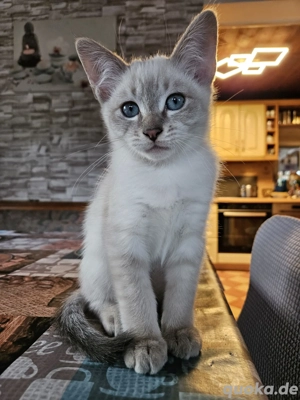 Süsse Birmakitten abgabebereit